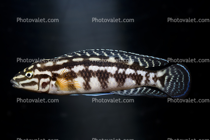 Checkerboard Julie (Julidochromis marlieri), Cichlids, Cichlidae, Lake Tanganyika