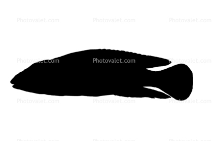 Checkerboard Julie silhouette, Julidochromis marlieri, logo, shape