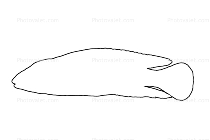 Checkerboard Julie outline, (Julidochromis marlieri), Cichlids, Cichlidae, Lake Tanganyika, Africa, line drawing, shape