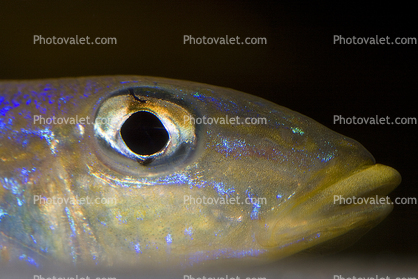 Eye, Cichlids, Cichlidae, Lake Tanganyika, Africa