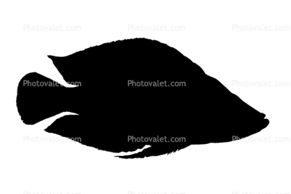 Pearly Calvus Silhouette, (Altolamprologus calvus), Perciformes, Cichlidae, Pseudocrenilabrinae, Lake Tanganyika Cichlids, shape, logo