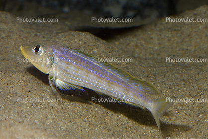 (Callochromis macrops), Perciformes, Cichlids, Cichlidae, Lake Tanganyika, Africa