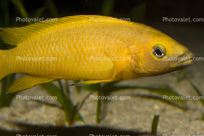Lemon Cichlid, (Neolamprologus leleupi), Perciformes, Cichlidae, Lake Tanganyika, Africa