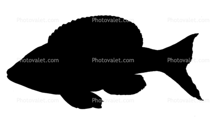 Cyprichromis leptosoma kitumba Silhouette, Cichlids, Cichlidae, Lake Tanganyika, Africa, logo, shape