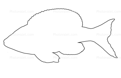 Cyprichromis leptosoma kitumba outline, line drawing, shape