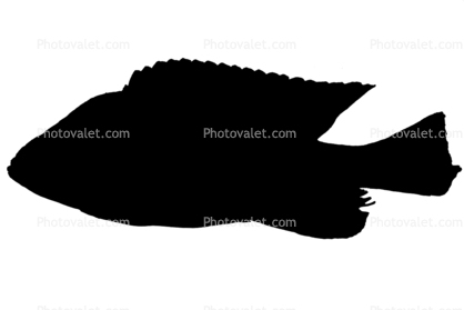 Mbipia lutea silhouette, Cichlidae, Cichlids, Lake Victoria, Africa, logo, shape