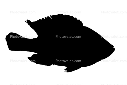 (Pundamilia nyererei) silhouette, Cichlidae, Cichlids, Lake Victoria, Africa, logo, shape