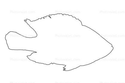 (Pundamilia nyererei)outline, Cichlidae, Cichlids, Lake Victoria, Africa, line drawing, shape
