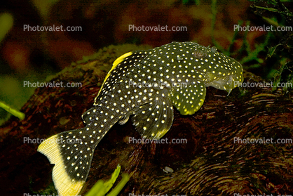 Gold Nugget Pleco, Yellow Spotted Pleco, (Baryancistrus xanthellus), Siluriformes, Loricariidae, Ancistrinae, plecostomus, yellow tail, Suckermouth, armored catfish