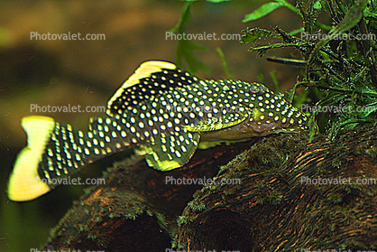 Gold Nugget Pleco, Yellow Spotted Pleco, (Baryancistrus xanthellus), Siluriformes, Loricariidae, Ancistrinae, plecostomus, yellow tail, Suckermouth, armored catfish, benthic zone