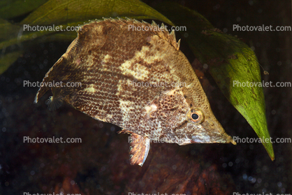 Amazon Leaf Fish, (Monocirrhus polyacanthus), Perciformes, Polycentridae, Biomimicry