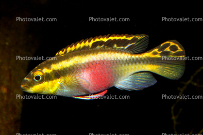 Common Kribensis, (Pelvicachromis pulcher), Perciformes, Cichlidae, Cichlid