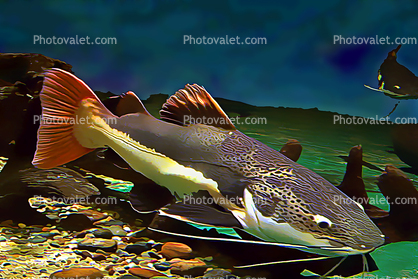 Red Tailed Catfish, (Phractocephalus hemioliopterus), Amazon, Paintography