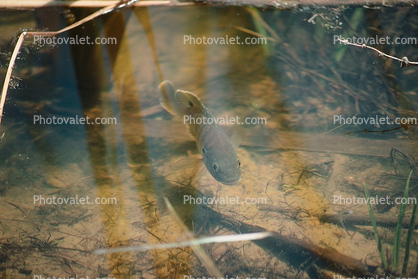 Cichlid, Bullfrog Pond, Sonoma County, California