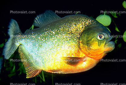 Red Bellied Piranha, (Pygocentrus nattereri), Charican, Characidae, Characin, Characiformes