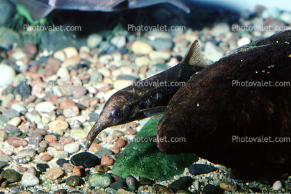 Worm-Jawed Mormyrid, African Elephant Nose, (Gnathonemus tamandua), Elephantfish, Blunt-jawed Elephantnose