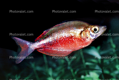 Rainbow Fish [Melanotaeniidae], Rainbow Fish, (Melanotaenia herbertaxelrodi), [Melanotaeniidae]