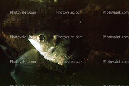 Archer Fish, (Toxotes jaculator), Toxotidae