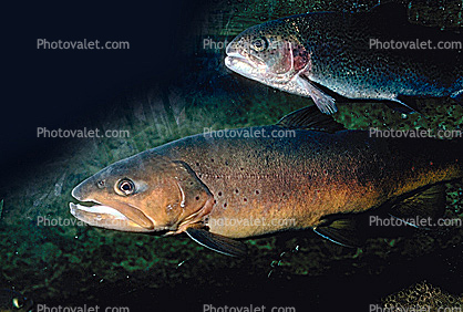 Chinook Salmon, anadromous fish