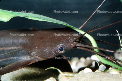 Asian stinging catfish, (Heteropneustes fossilis), Siluriformes, [Heteropneustidae], toxic, toxin, poisonous