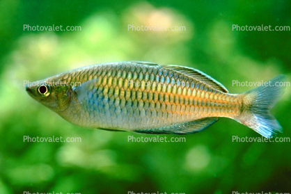 Rainbowfish, Banded Rainbowfish, (Melanotaenia trifasciata)