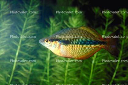 Rainbow Fish, (Melanotaenia herbertaxelrodi), [Melanotaeniidae]