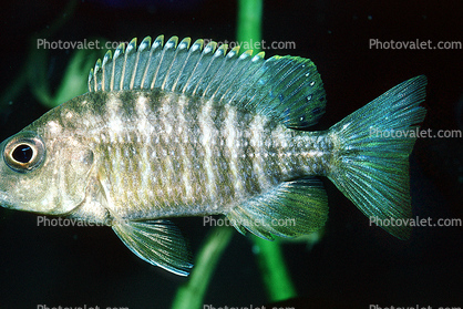 Fat Lip Cichlid, Lake Malawi, Cichlid [Cichlidae]
