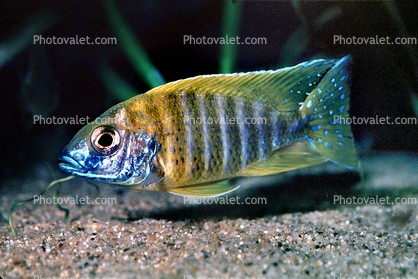 (Labidochromis mbenjii), [Cichlidae], Labroidei, Pseudocrenilabrinae, Perciformes, Lake Malawi Cichlids