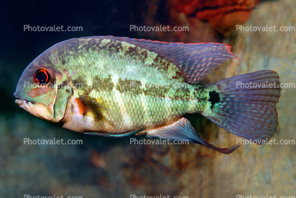 True Parrot Cichlid (Hoplarchus psittacus), Cichlidae