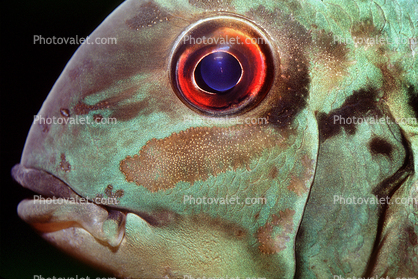 Parrot Cichlid, [Cichlidae], Cichlids, Eye, Mouth