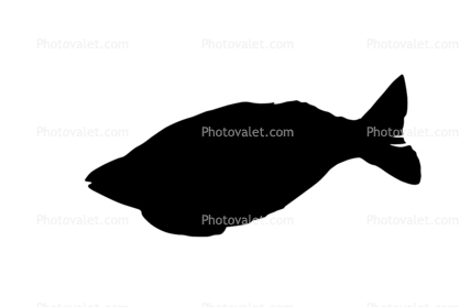 Rainbowfish silhouette, logo, Banded Rainbowfish, (Melanotaenia trifasciata), shape