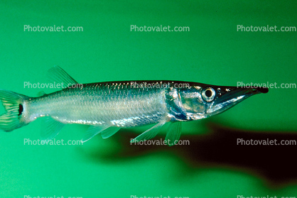 Pike Characin, Freshwater Barracuda, (Ctenolucius hujeta), Characiformes, Erythrinoidea, Ctenoluciidae