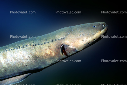 Electric Catfish, Siluriformes, Malapteruridae