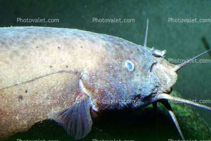 Electric Catfish Side View, (Malapterurus electricus), Malapteruridaehis