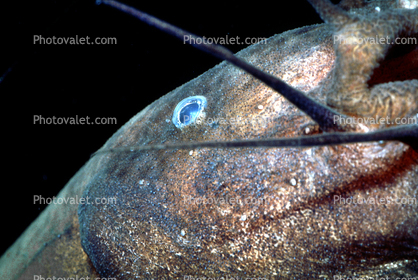 Electric Catfish Eye, (Malapterurus electricus), Malapteruridaehis