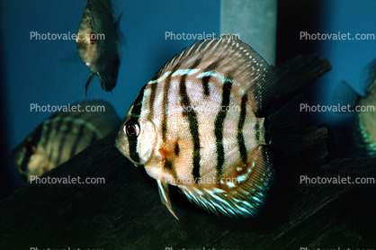 Discus Fish, (Symphysodon discus), Cichlid, Cichlidae, Perciformes, Heroini, Brazil