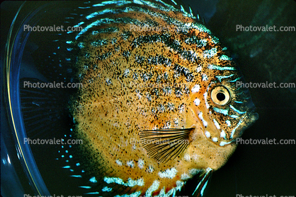 Discus Fish, (Symphysodon discus), Cichlid, Cichlidae, Perciformes, Brazil, Heroini 
