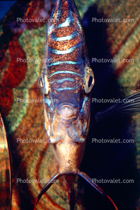 Discus Fish, (Symphysodon discus), Cichlid, Cichlidae, Perciformes, Brazil, Heroini