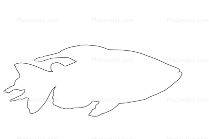 Congo Tetra outline, (Phenacogrammus interruptus), Characiformes, [Alestidae], African tetra family, line drawing, shape