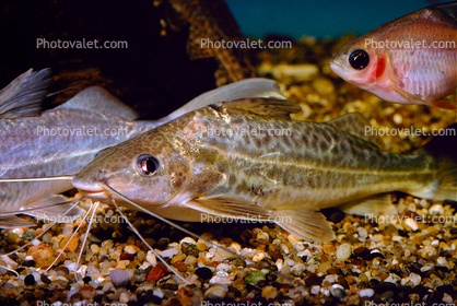 Pictus Catfish, (Pimelodus pictus), Siluriformes, Pimelodidae, Polka-dot Catfish