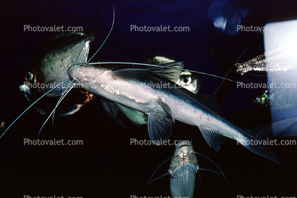 Pictus Catfish, (Pimelodus pictus), Siluriformes, Pimelodidae, Polka-dot Catfish