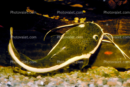 Red Tailed Catfish, Phractocephalus hemioliopterus, Siluroformes, Pimelodidae