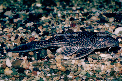 Plecostomus, Sucker-mouth Catfish, (Hypostomus plecostomus), Siluriformes, Loricariidae, armored catfish family 