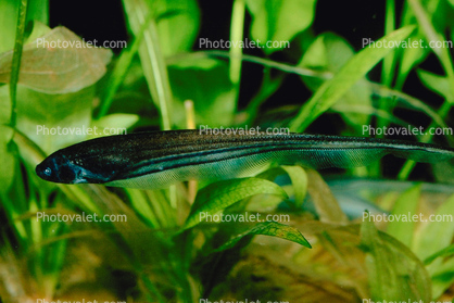 Adontosternarchus, knifefish