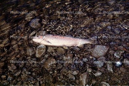 trout, dead fish in the water
