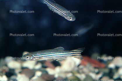 Zebrafish, (Danio rerio), Cypriniformes, Cyprinidae