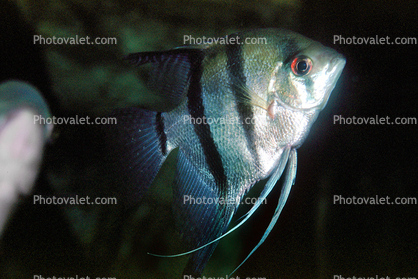 Altum Angelfish, (Pterophyllum altum), Heroini 