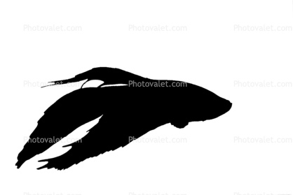 Siamese Fighting Fish Silhouette, logo, shape