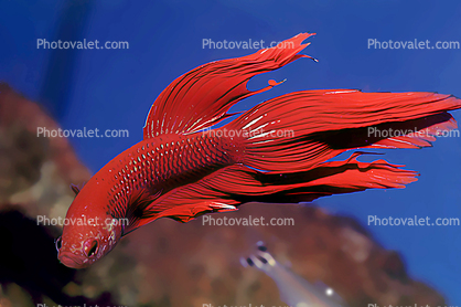 Siamese Fighting Fish, (Betta splendens), Perciformes, Osphronemidae, Macropodusinae, Paintography