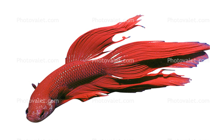Siamese Fighting Fish, photo-object, object, cut-out, cutout